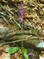 Orchis spitzelii celá rastlina