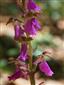 Orchis spitzelii detail