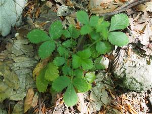 Aremonia agrimonoides