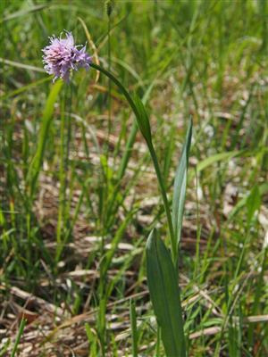 Traunsteinera globosa