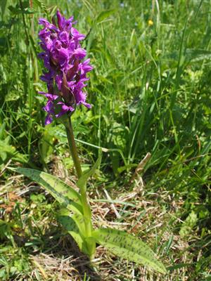 Dactylorhiza majalis