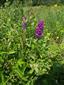 Dactylorhiza majalis