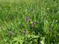 Dactylorhiza majalis biotop