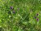 Dactylorhiza majalis