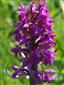 Dactylorhiza majalis detail