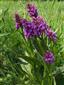 Dactylorhiza majalis