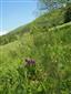 Dactylorhiza majalis biotop