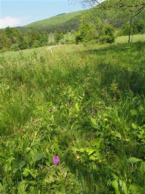 Dactylorhiza majalis biotop