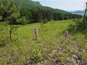 Orchis militaris