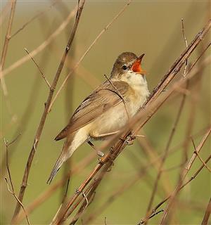 trsteniarik spevavý_Acrocephalus palustris_V_Kĺč