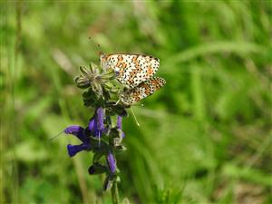 Melitaea cinxia