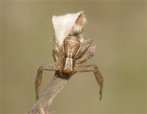 Xisticus ulmi
