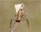 Xysticus ulmi (Hahn, 1831)