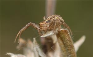 Xysticus ulmi