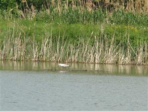 Larus canus
