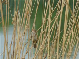 Trsteniarik škriekavý