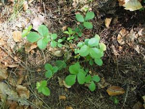 Aremonia agrimonoides