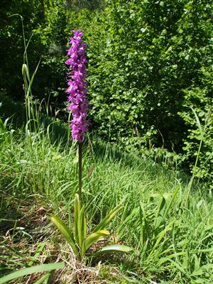 Orchis mascula subsp. signifera