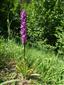 Orchis mascula subsp. signifera