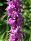 Orchis mascula subsp. signifera detail