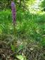 Orchis mascula subsp. signifera
