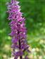 Orchis mascula subsp. signifera detail