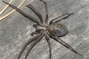 Eratigena atrica samica