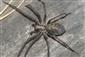 Eratigena atrica samica