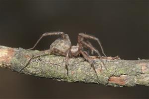 Tegenaria domestica