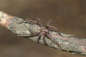 Tegenaria domestica