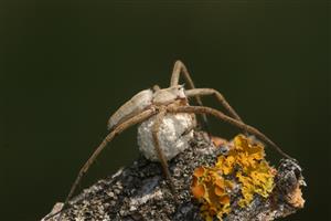 Pisaura mirabilis samica