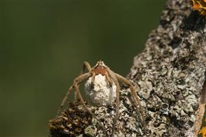 Pisaura mirabilis 