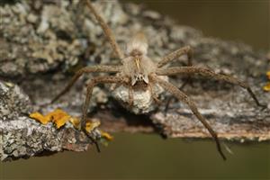 Pisaura mirabilis