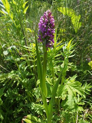 Dactylorhiza incarnata