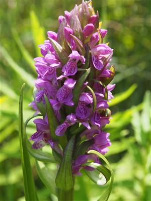 Dactylorhiza incarnata