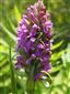 Dactylorhiza incarnata