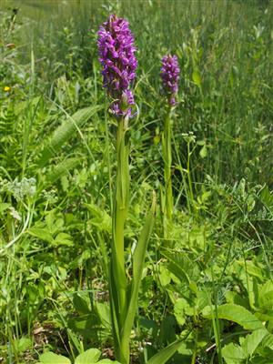 Dactylorhiza incarnata