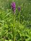 Dactylorhiza incarnata