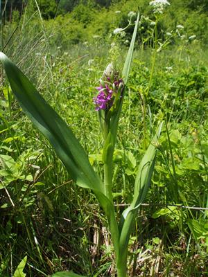 Dactylorhiza incarnata