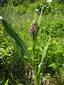 Dactylorhiza incarnata