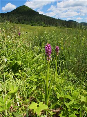 Dactylorhiza incarnata biotop