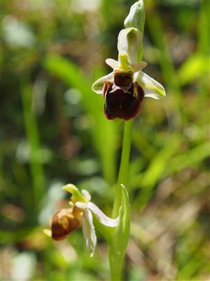 Ophrys holubyana