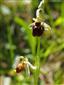 Ophrys holubyana