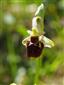 Ophrys holubyana detail