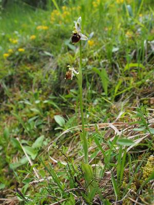 Ophrys holubyana
