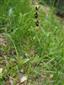 Ophrys insectifera