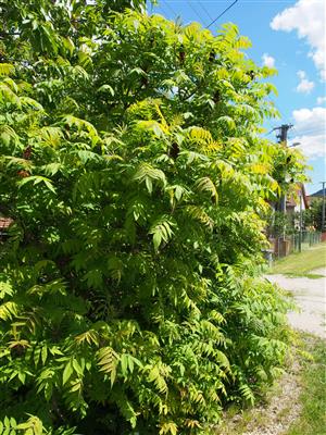 Rhus typhina