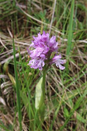 Orchis tridentata