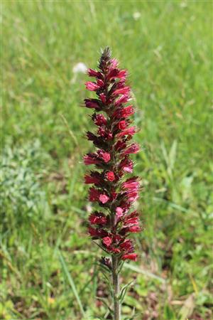 Echium russicum