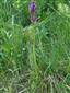 Dactylorhiza x braunii